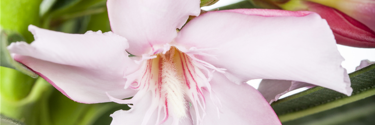 Nerium oleander