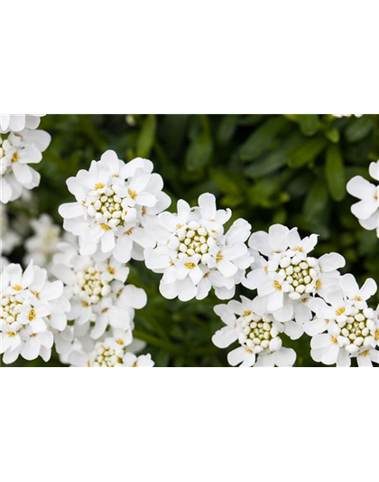 DIE IMMERGRüNE SCHLEIFENBLUME 