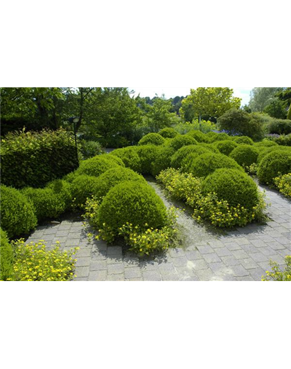 BRAUCHT JEDER BAUERNGARTEN: BUCHS 