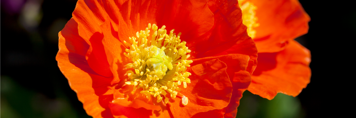 Papaver nudicaule