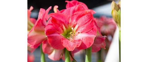 AMARYLLIS