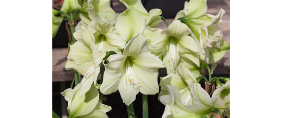 AMARYLLIS