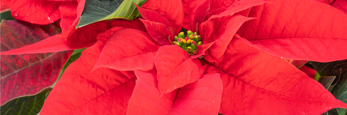 Euphorbia pulcherrima, rot