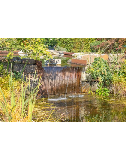 WASSERPFLANZEN FüR DEN GARTENTEICH