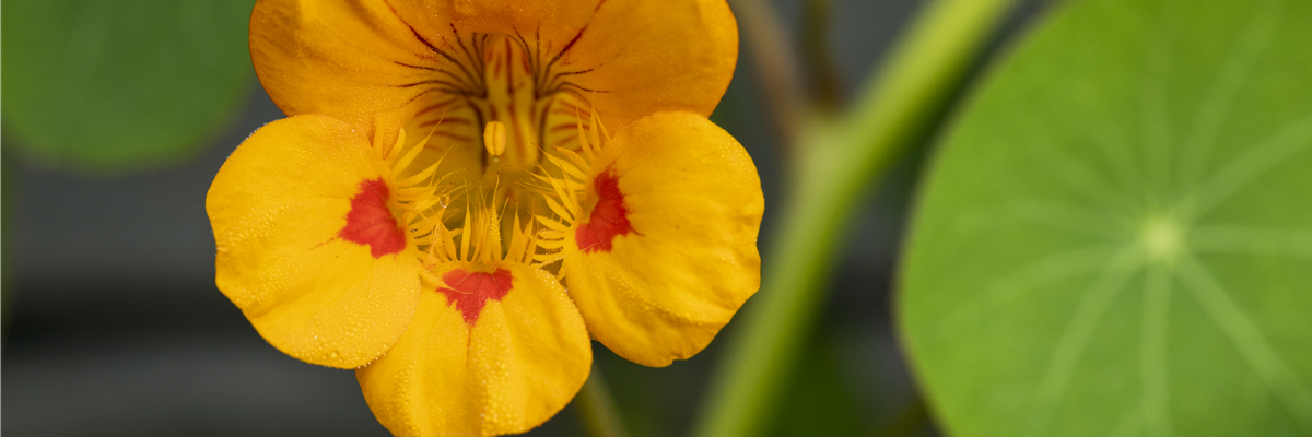 Tropaeolum minus