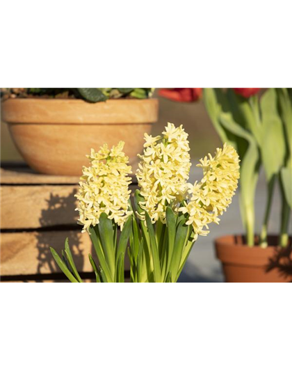 DEN FRüHLING üBERLISTEN