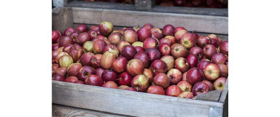 SOMMERSCHNITT FüR OBSTBäUME