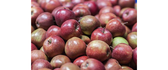 SOMMERSCHNITT FüR OBSTBäUME