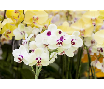 ORCHIDEEN: FREILANDAUFENTHALT IM SOMMER