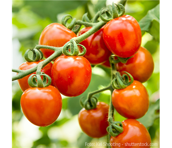 WIE GEHT... TOMATEN PFLEGEN?