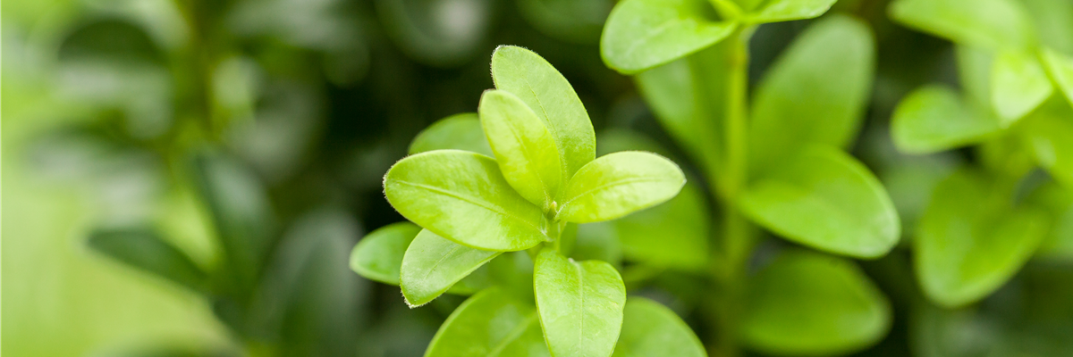 Buxus sempervirens