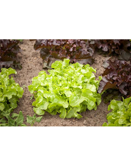 DA HABEN WIR DEN SALAT