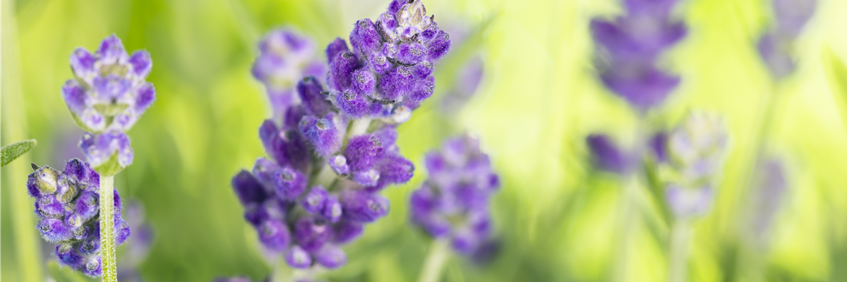 Lavandula angustifolia