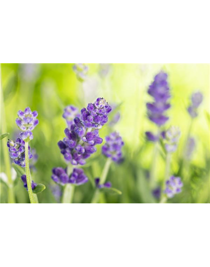 DIE VIELSEITIGE ANWENDUNG VON LAVENDEL!