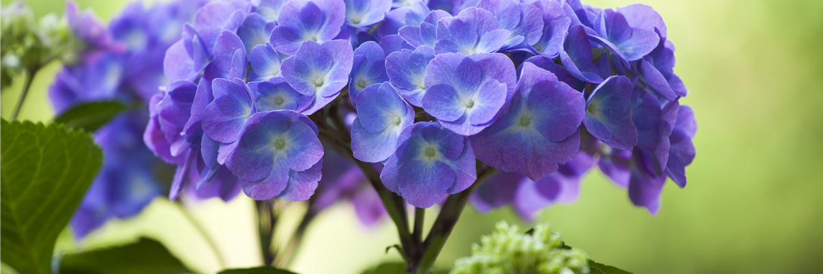 Hydrangea macrophylla