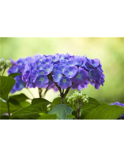 DIE HORTENSIE - DER SCHöNE GARTENKLASSIKER