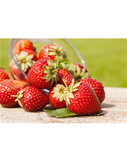 ERDBEEREN AUS DEM EIGENEN GARTEN