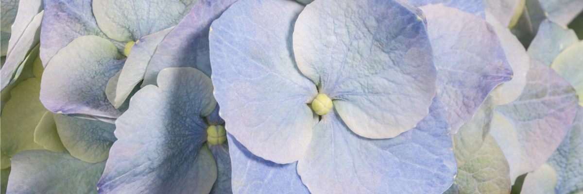 Hydrangea macrophylla, blau