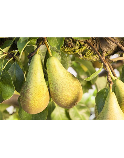 OBSTGARTEN FÜR KINDER