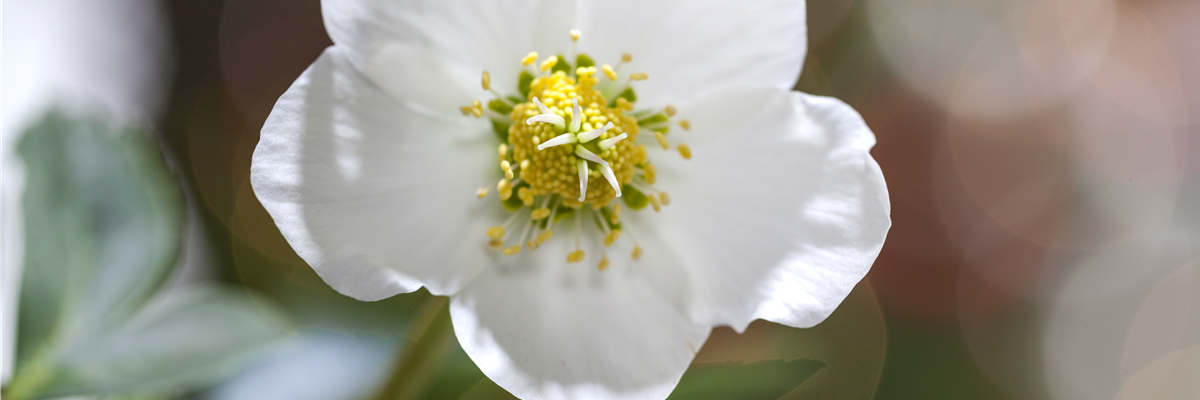 Helleborus niger