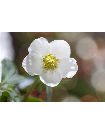 SCHöNE CHRISTROSEN!