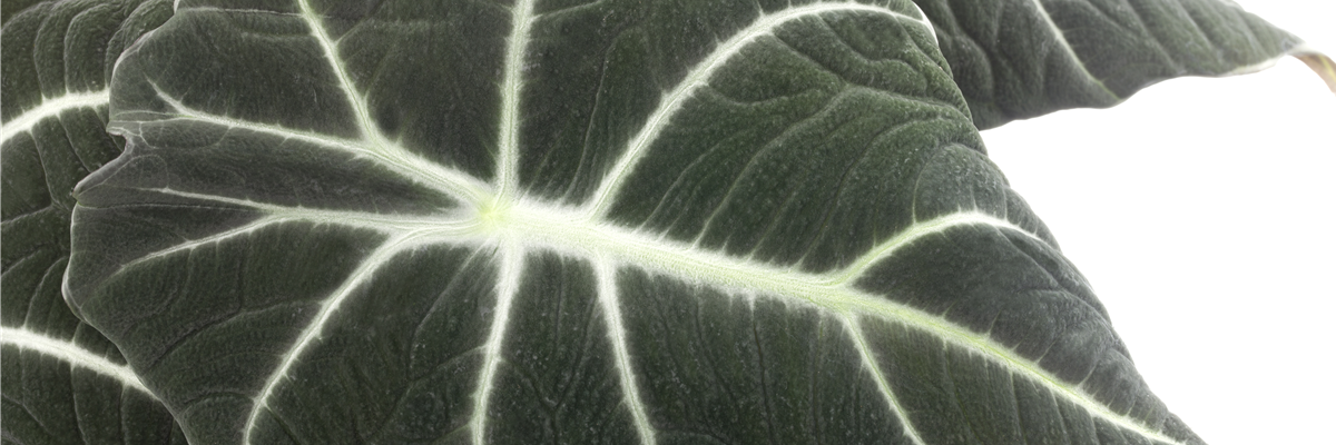 Alocasia 'Black Velvet'