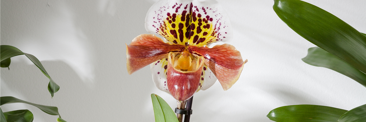 Paphiopedilum