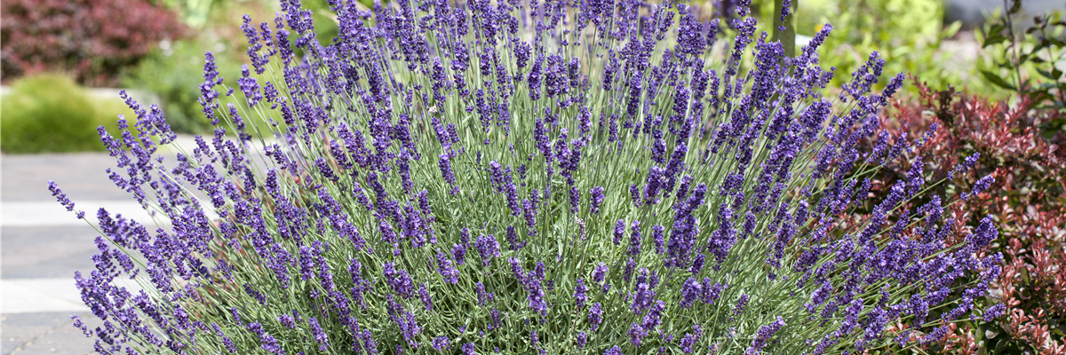 Lavandula angustifolia