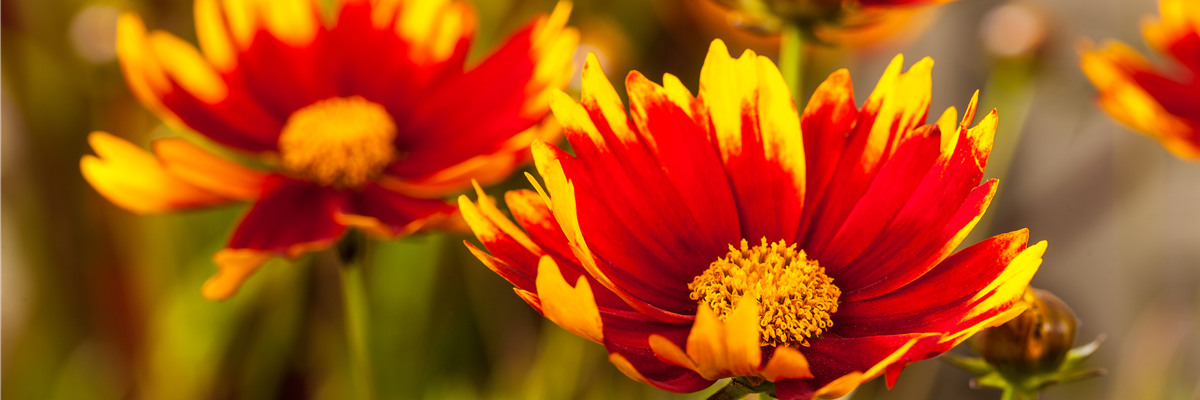 Gaillardia aristata