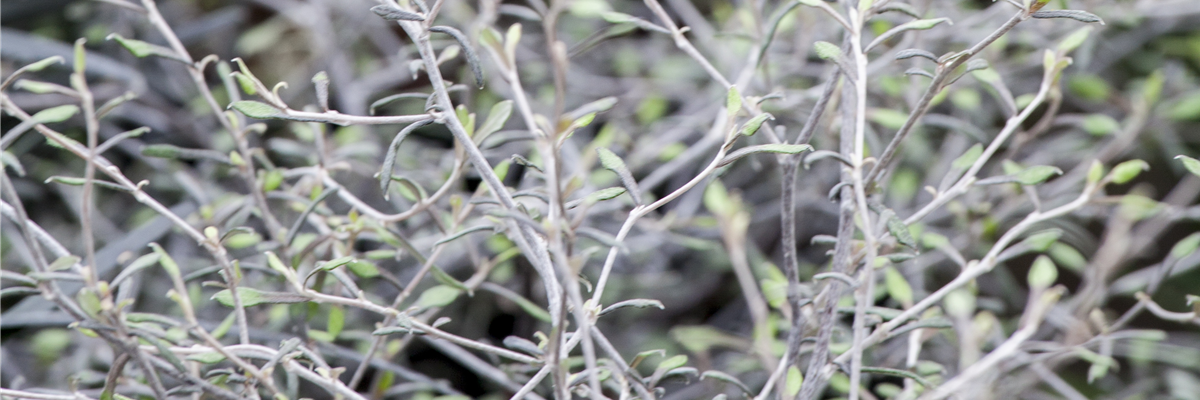 Corokia cotoneaster