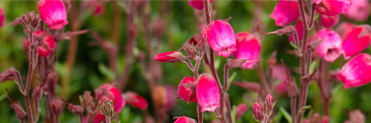 Daboecia cantabrica 'Andrea'