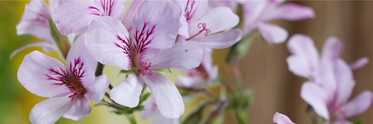 Header_pflanzederwoche_pelargonie_kw16