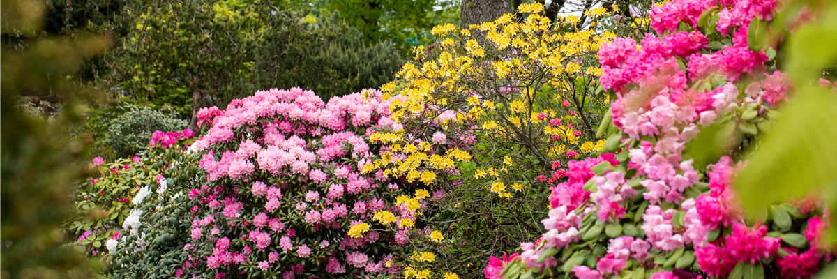 Rhododendron Garten