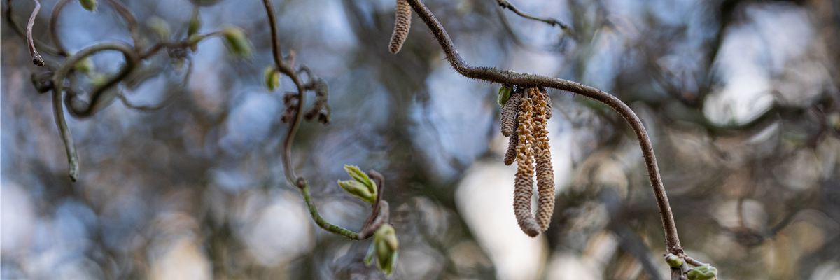 Corylus avellana 'Contorta'