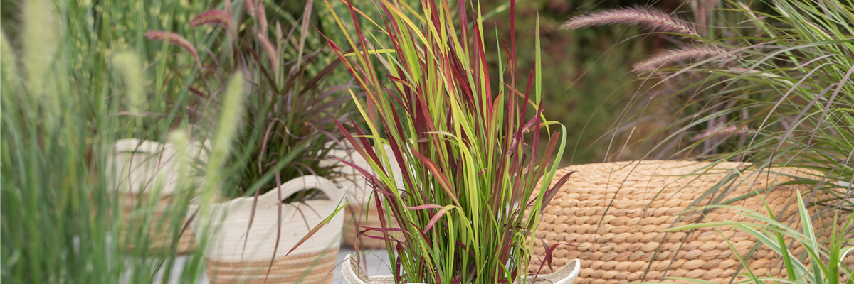 Imperata cylindrica 'Red Baron'