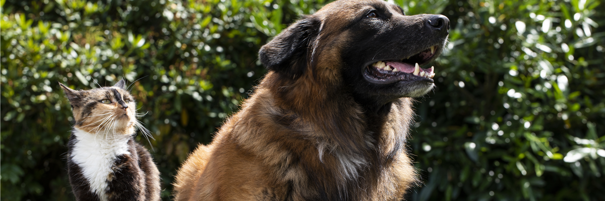 Katze und Hund