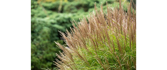 Chinaschilf Miscanthus sinensis 