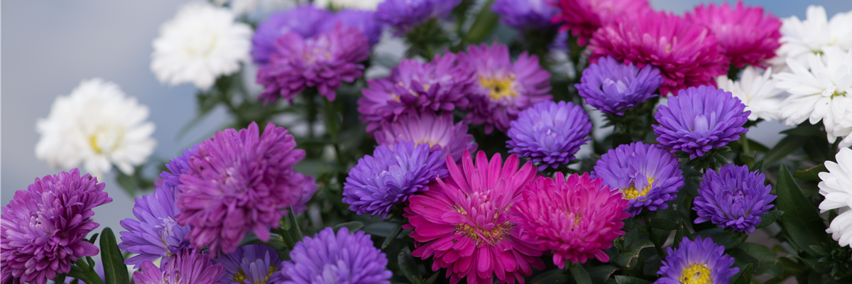 ASTER ASTER