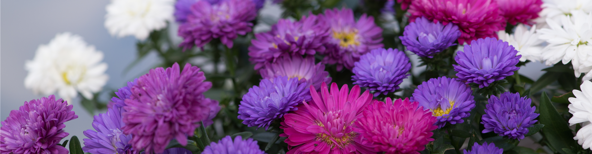 ASTER