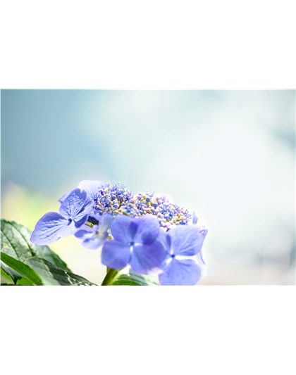 Pflanze des Monats Juli: Hortensie