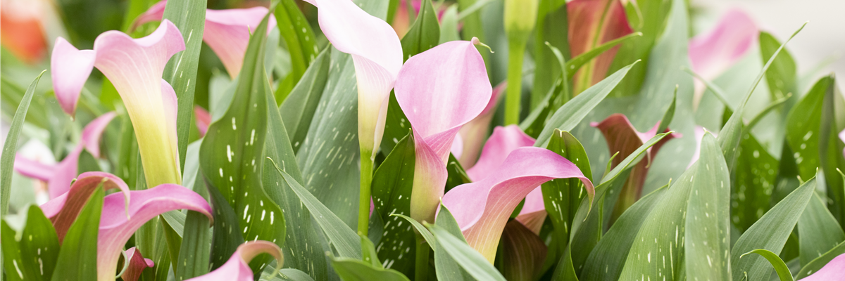 Zantedeschia 'Peter´s Pride'