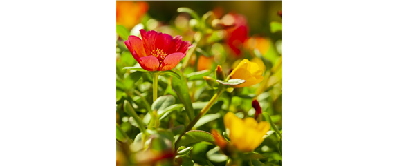 GARTEN DES SüDENS! 