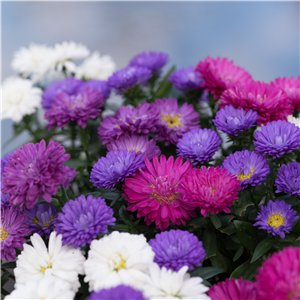 ASTER ASTER