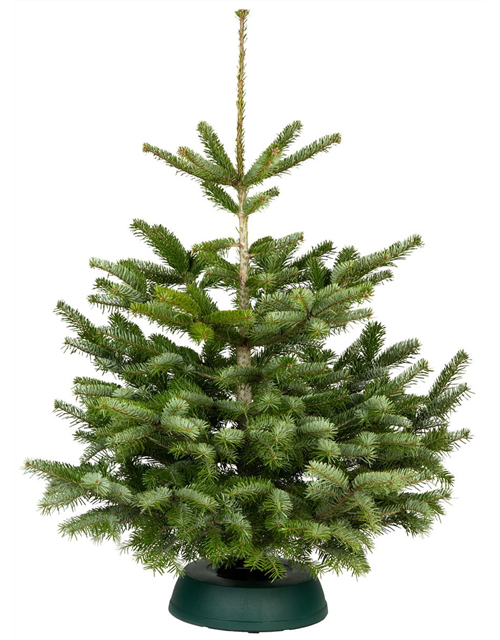 Nordmann-Weihnachtsbaum Premium 250/300