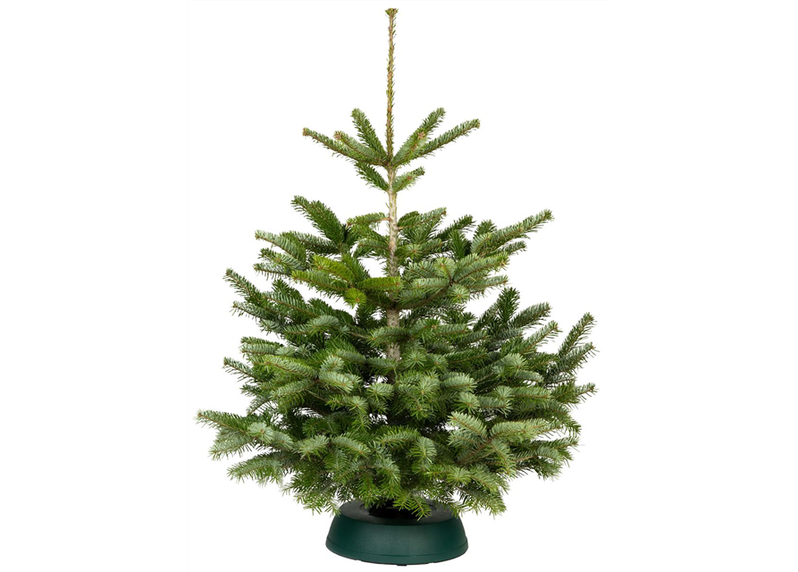 Nordmann-Weihnachtsbaum Premium 250/300