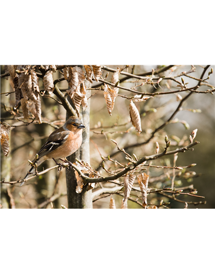 TIPPS ZUR WINTERVOGELFüTTERUNG!