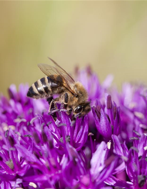 Allium schoenoprasum